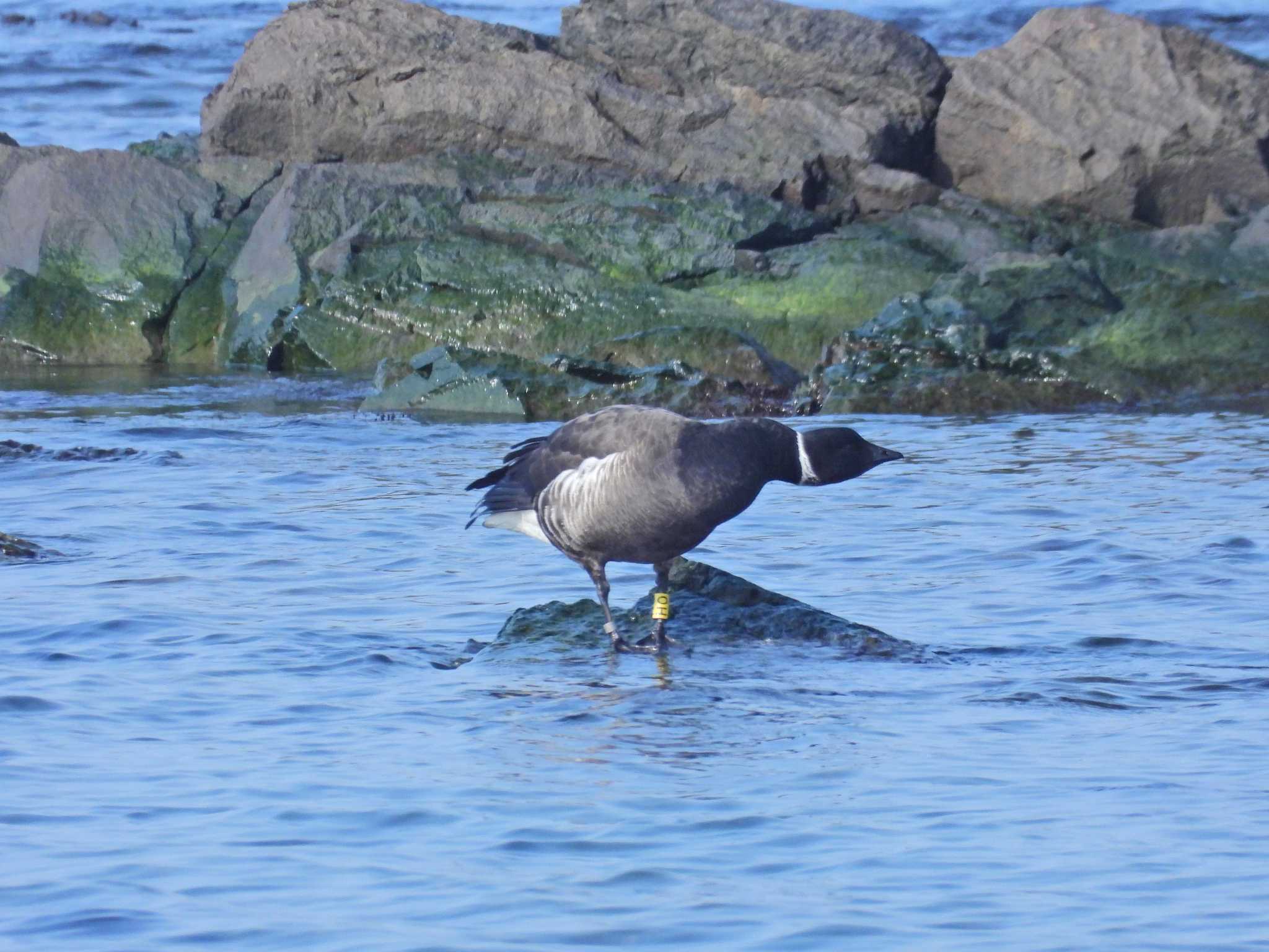 Brant Goose