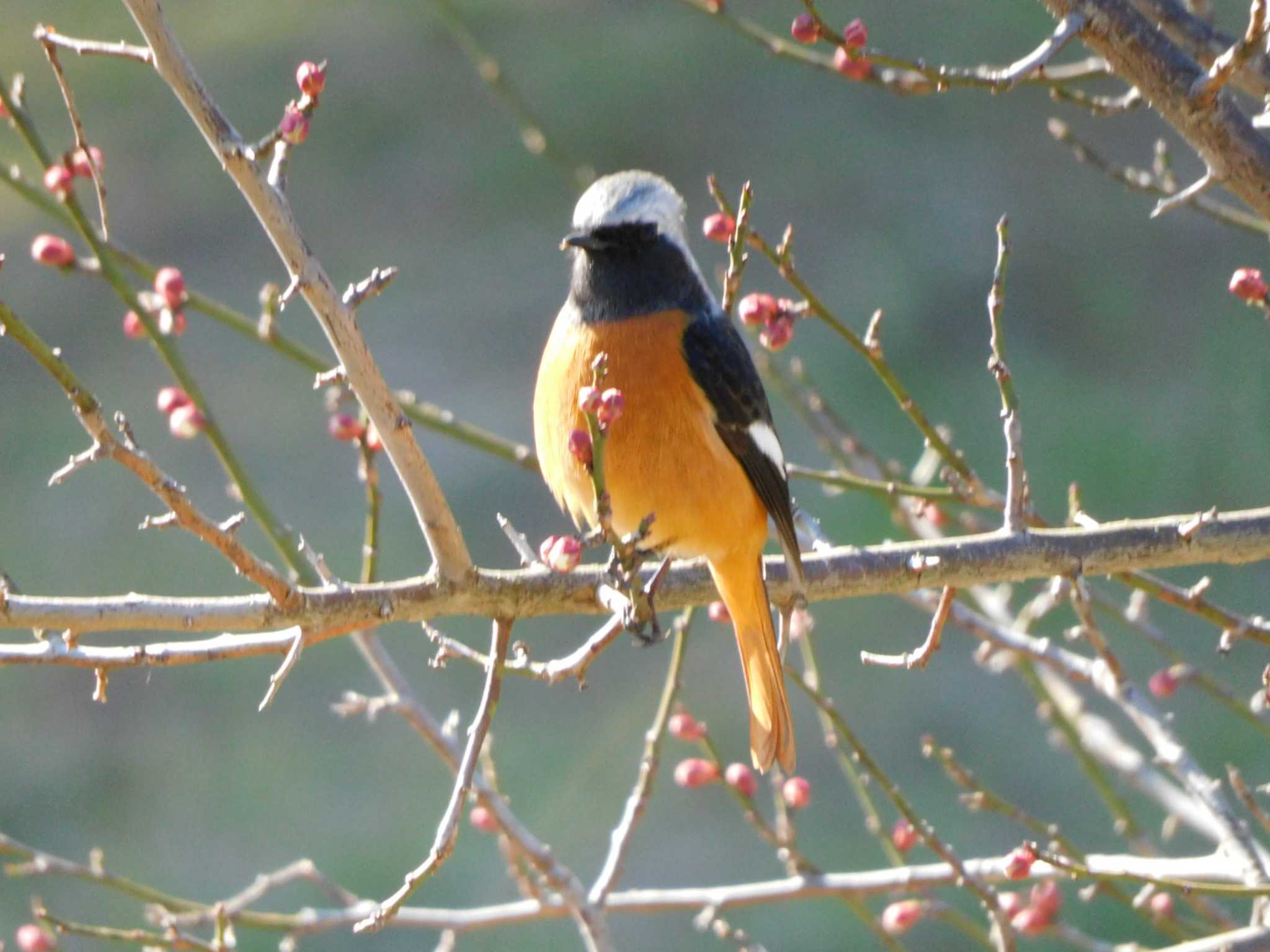 岡崎市南公園 ジョウビタキの写真 by Masayoshi Nakahara