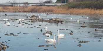 オオハクチョウ 荒川(埼玉県 植松橋) 2023年2月18日(土)