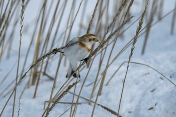 Snow Bunting 小樽市 Sat, 2/18/2023