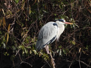 Sat, 2/11/2023 Birding report at Hattori Ryokuchi Park