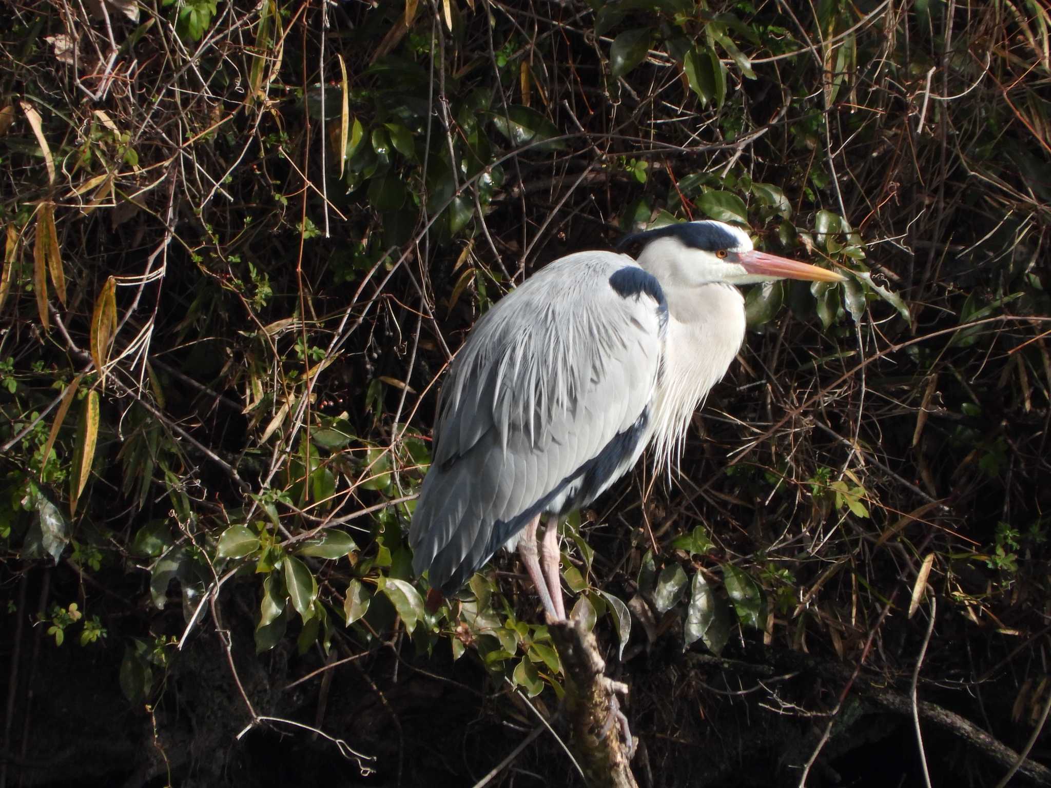 Grey Heron