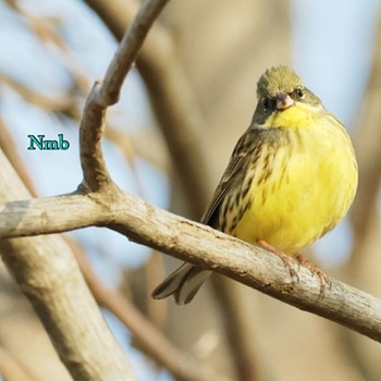 Masked Bunting Unknown Spots Unknown Date