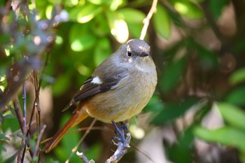 ジョウビタキ じゅん菜池緑地(千葉県) 2023年2月18日(土)