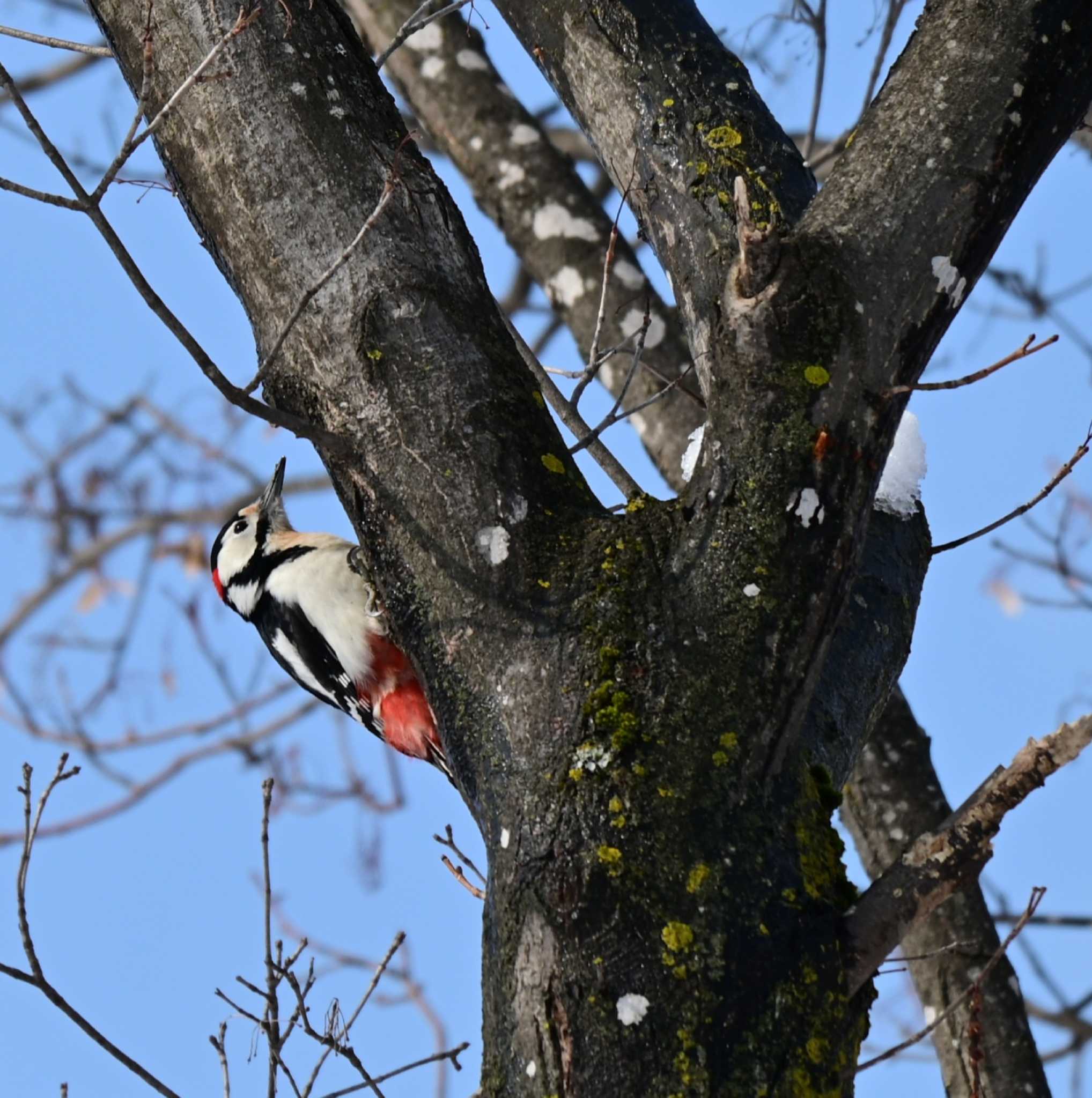 真駒内公園 アカゲラの写真