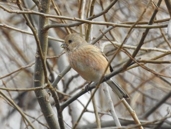 2023年2月18日(土) 祖父江ワイルドネイチャー緑地の野鳥観察記録