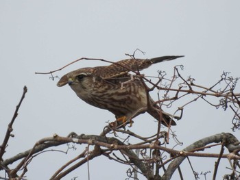 Sat, 2/18/2023 Birding report at 愛知県愛西市立田町