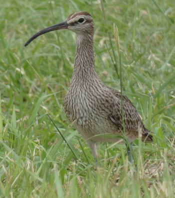 チュウシャクシギ 与論 2018年4月24日(火)