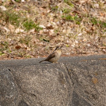 Eurasian Wryneck 湯殿川(和合橋周辺) Sat, 2/18/2023