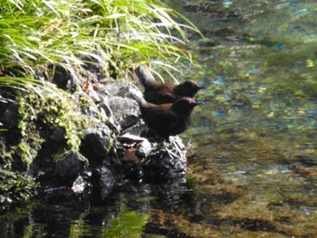 2020年2月2日(日) 岐阜県山県市の野鳥観察記録