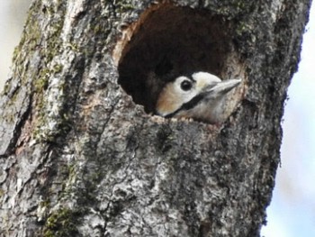 2020年2月9日(日) 長良川ふれあいの森の野鳥観察記録