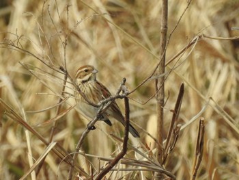 Sun, 3/1/2020 Birding report at 三重県桑名市