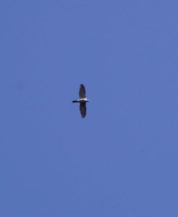 Eurasian Goshawk 宍塚大池 Sat, 2/18/2023