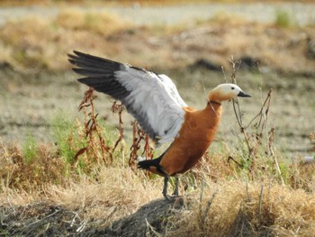 Ruddy Shelduck 愛知県愛西市立田町 Wed, 4/29/2020