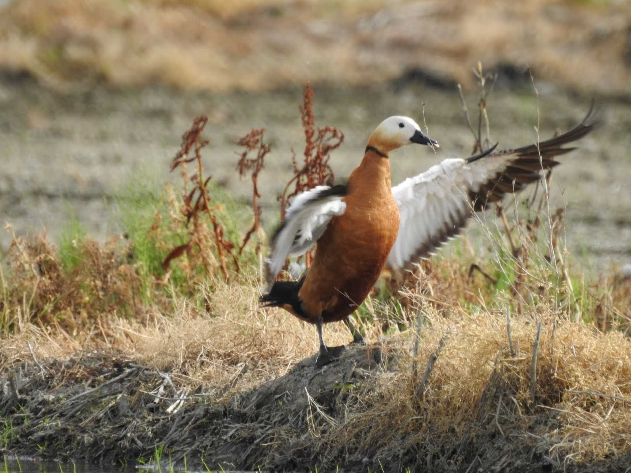 Photo of Ruddy Shelduck at 愛知県愛西市立田町 by どらお
