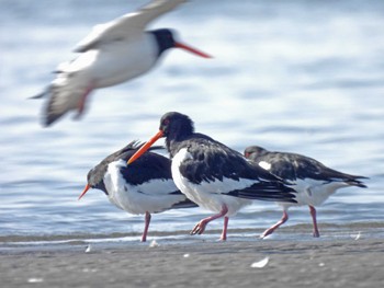 ミヤコドリ ふなばし三番瀬海浜公園 2023年2月18日(土)