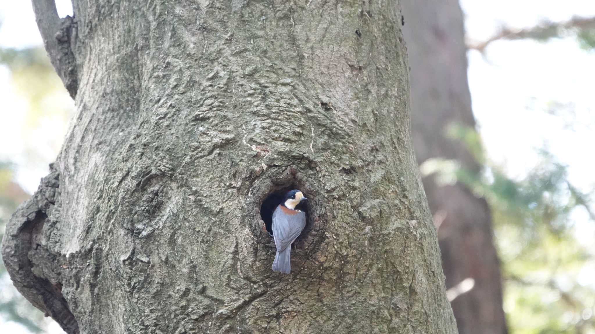 こども自然公園 (大池公園/横浜市) ヤマガラの写真