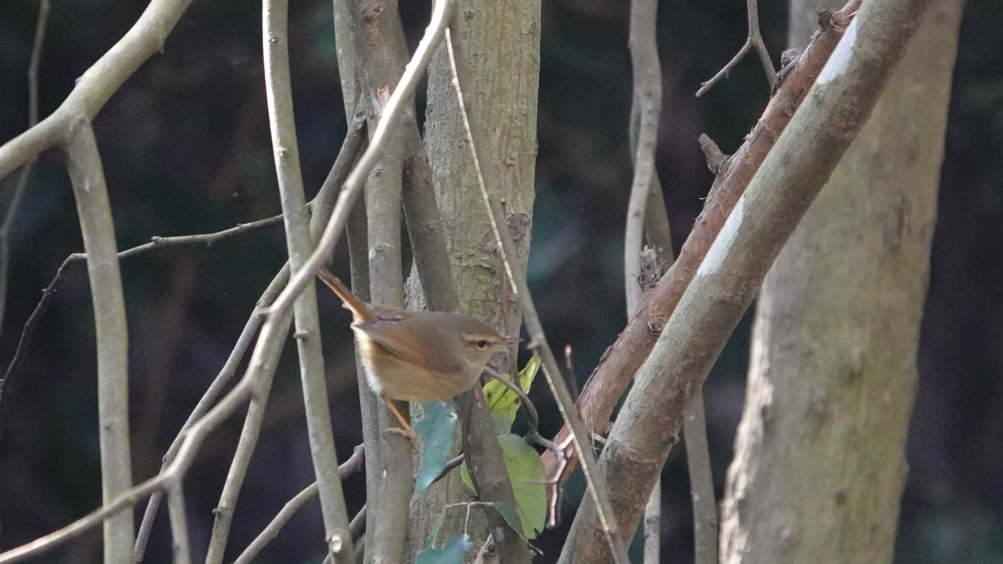 こども自然公園 (大池公園/横浜市) ウグイスの写真 by jun tanaka