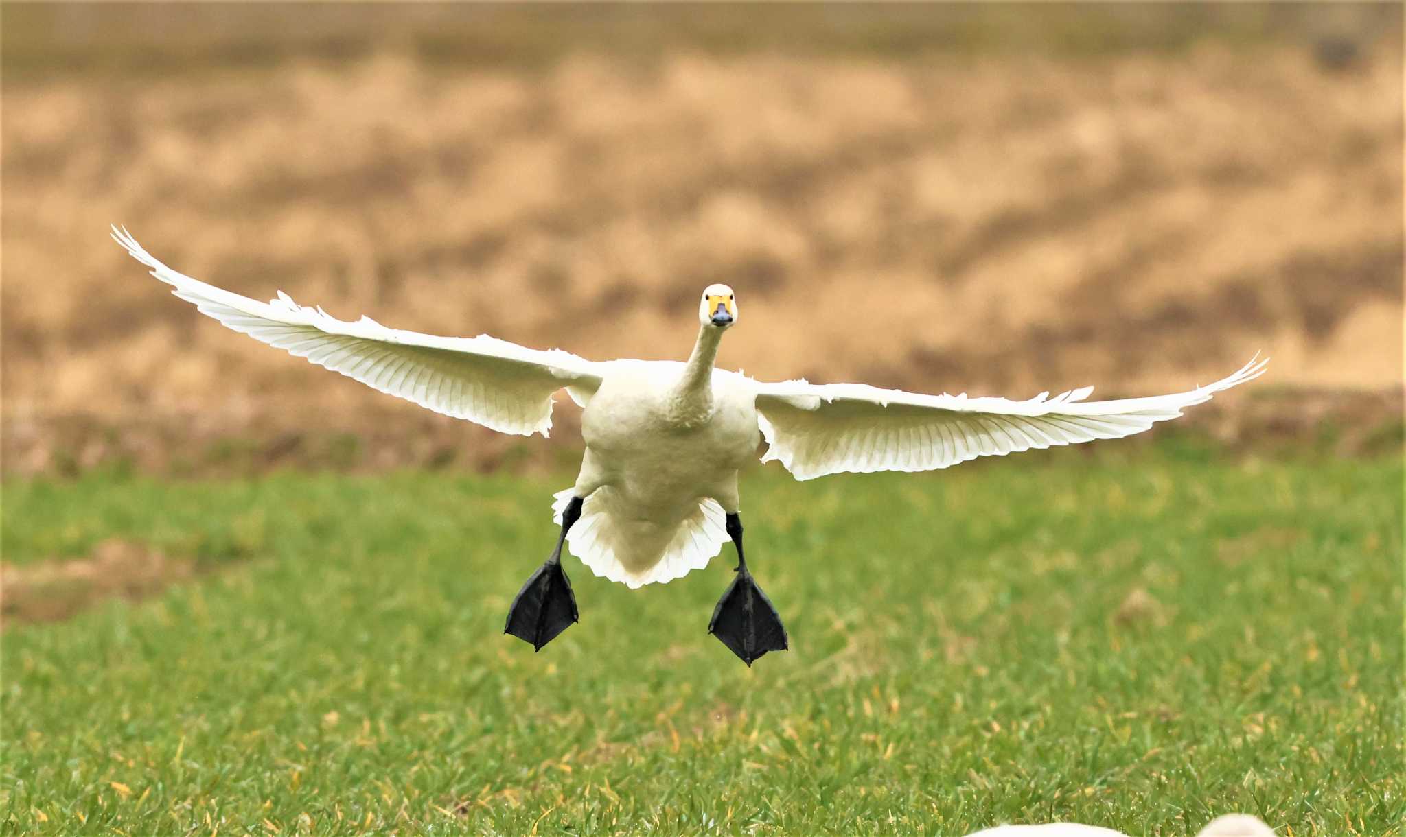 コハクチョウ by Hokkaido.univ