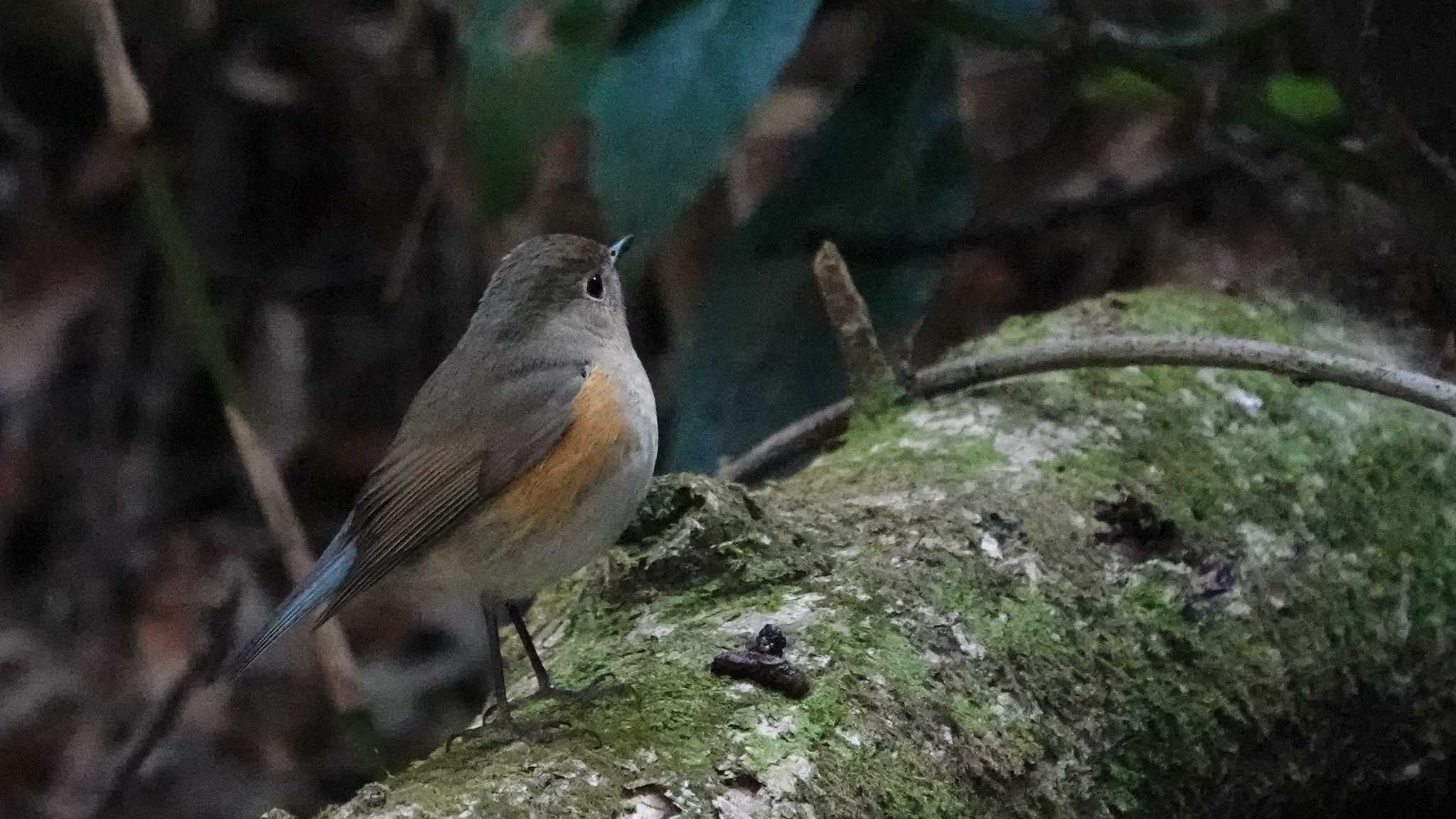 こども自然公園 (大池公園/横浜市) ルリビタキの写真