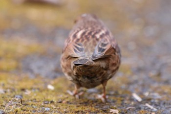 Japanese Accentor Hayatogawa Forest Road Wed, 2/15/2023