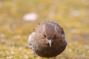 Japanese Accentor Hayatogawa Forest Road Wed, 2/15/2023