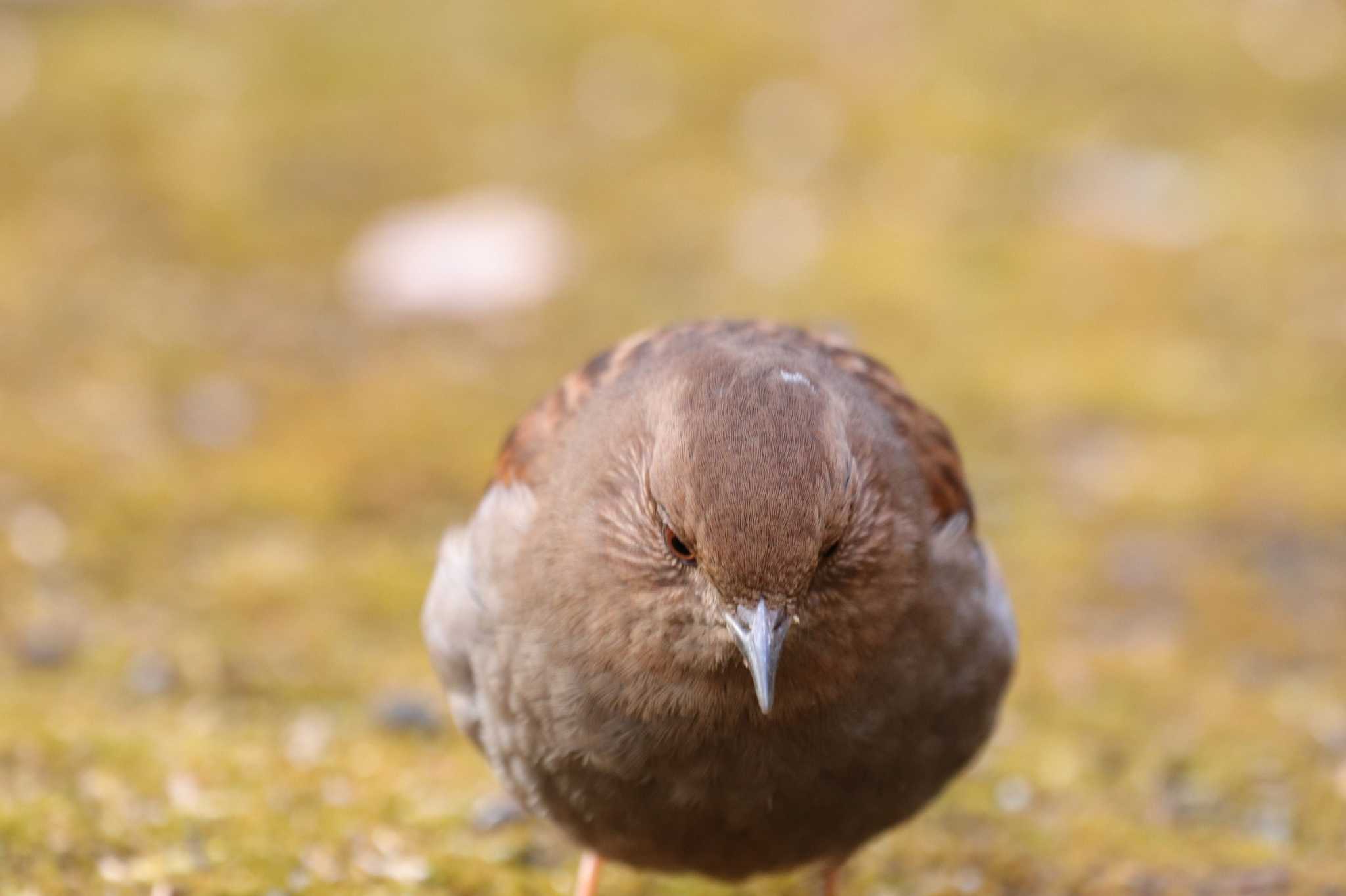 カヤクグリ