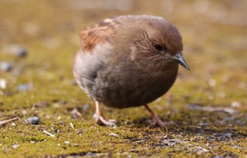 Japanese Accentor Hayatogawa Forest Road Wed, 2/15/2023