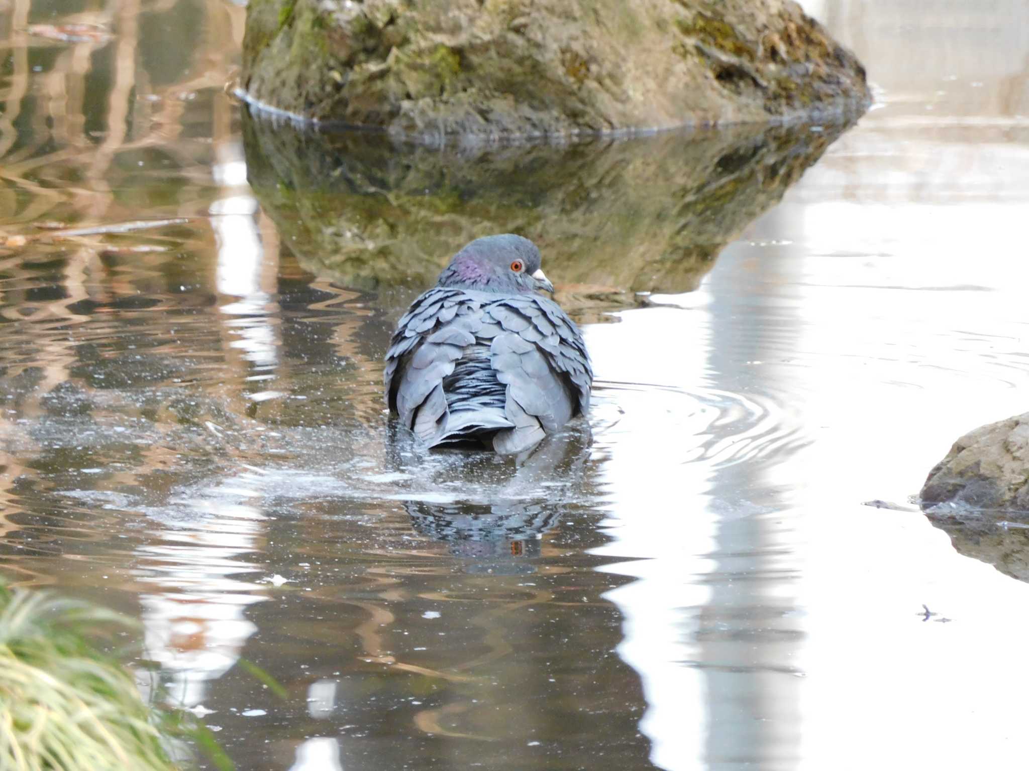 カワラバト