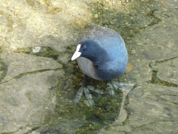 2023年2月18日(土) 平和の森公園、妙正寺川の野鳥観察記録