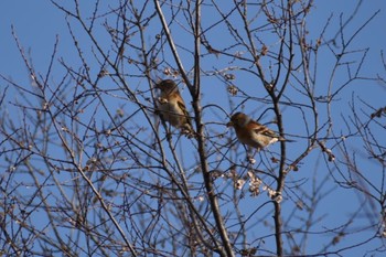 Brambling 旭公園 Sat, 2/18/2023