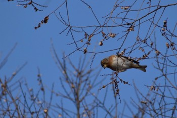 アトリ 旭公園 2023年2月18日(土)