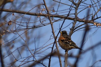 Brambling 旭公園 Sat, 2/18/2023