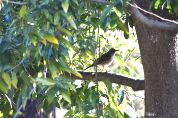 シロハラ 旭公園 2023年2月18日(土)