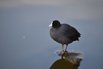 オオバン 旭公園 2023年2月18日(土)