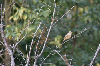 Daurian Redstart 旭公園 Sat, 2/18/2023