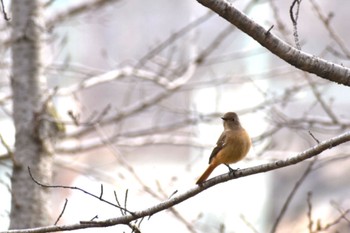 ジョウビタキ 旭公園 2023年2月18日(土)