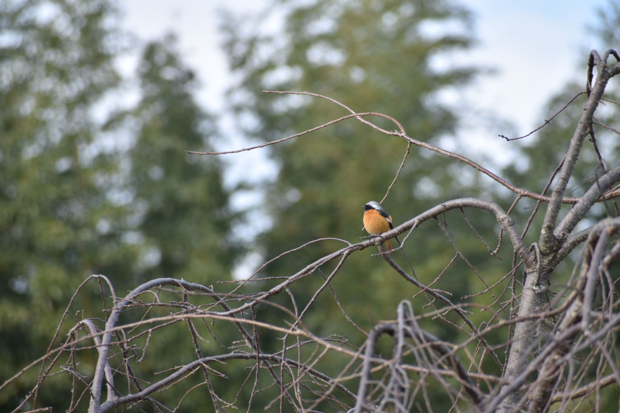 Daurian Redstart