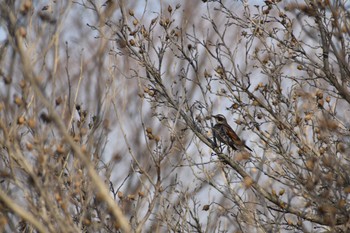 Dusky Thrush 旭公園 Sat, 2/18/2023