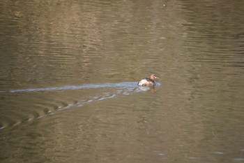 Little Grebe 旭公園 Sat, 2/18/2023