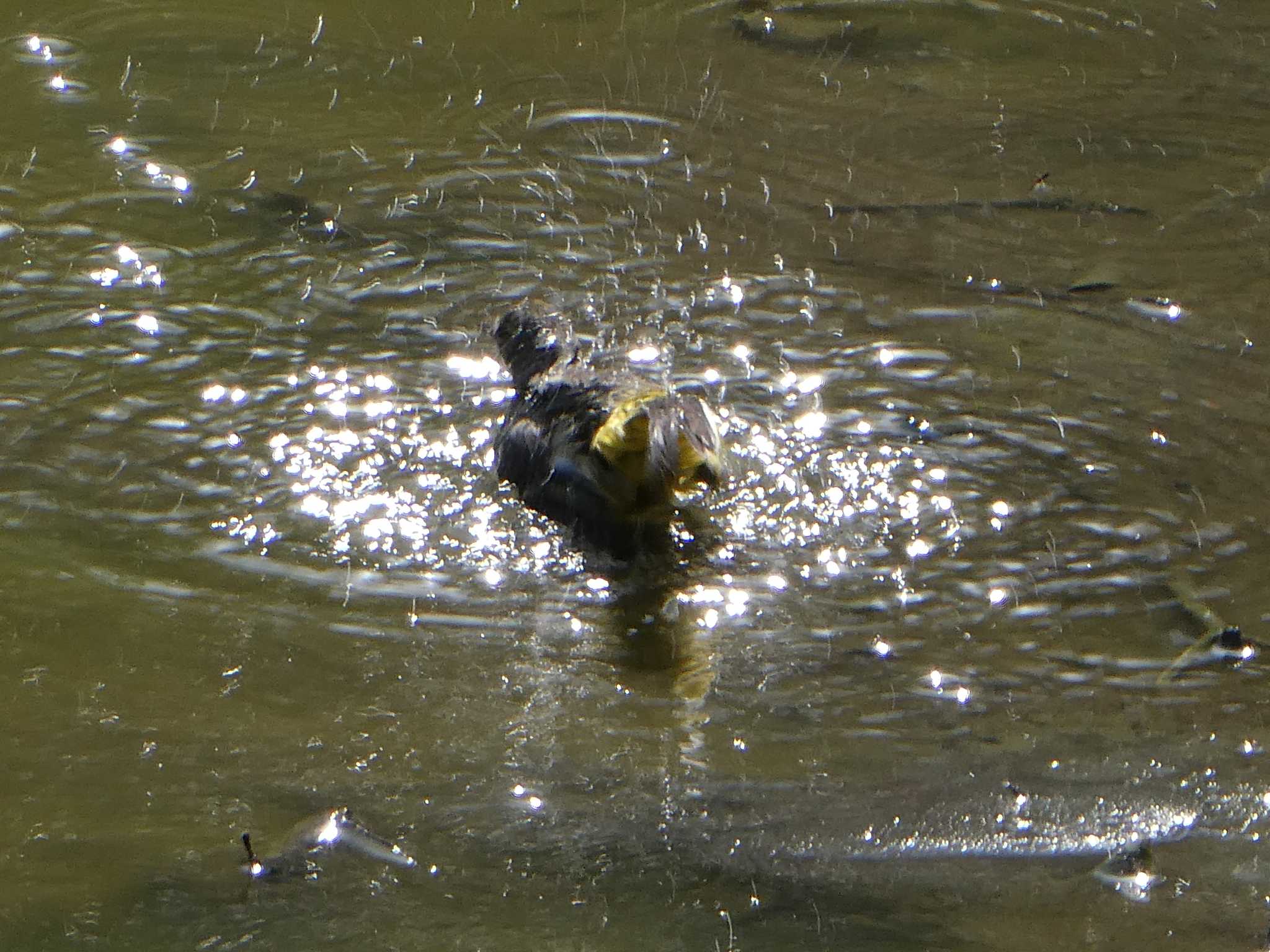 大井ふ頭中央海浜公園(なぎさの森) キセキレイの写真