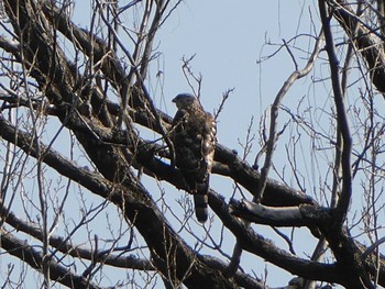 2023年2月18日(土) 大井ふ頭中央海浜公園(なぎさの森)の野鳥観察記録