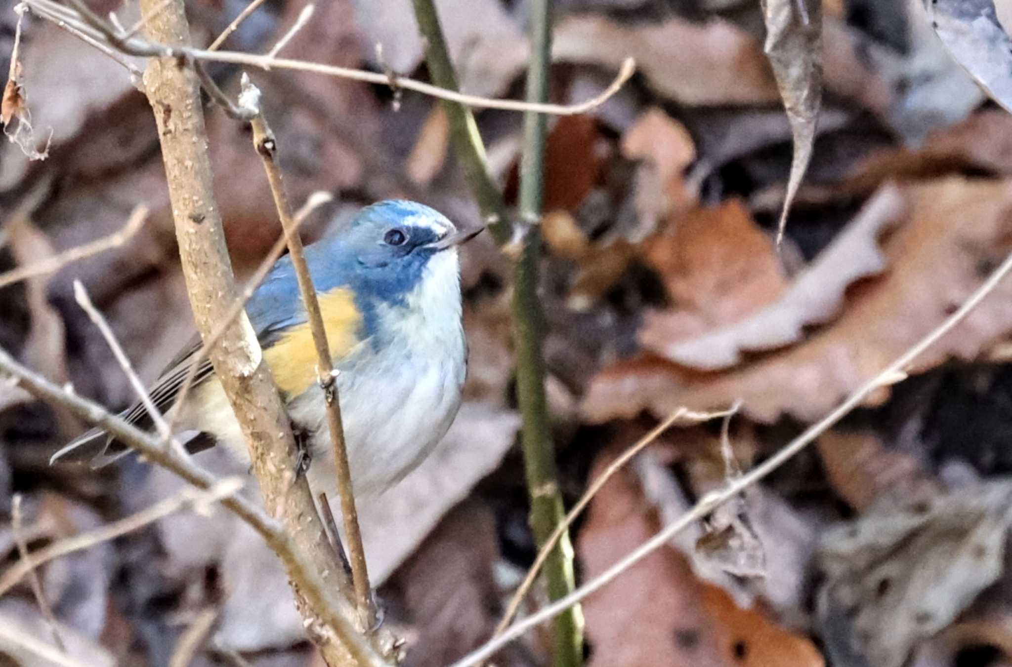 こども自然公園 (大池公園/横浜市) ルリビタキの写真