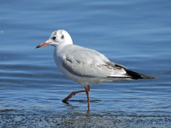 ユリカモメ 銚子漁港 2023年2月16日(木)