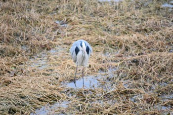 Grey Heron 昆陽池 Sat, 2/18/2023