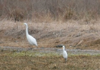 Great Egret 昆陽池 Sat, 2/18/2023