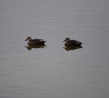 Eastern Spot-billed Duck 昆陽池 Sat, 2/18/2023