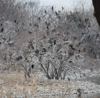 カワウ 昆陽池 2023年2月18日(土)