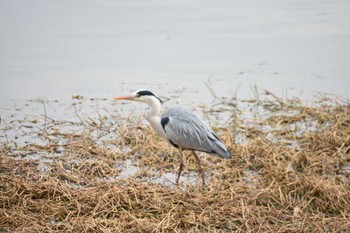 Unknown Species 昆陽池 Sat, 2/18/2023