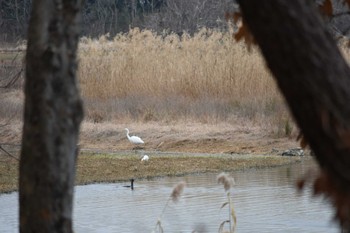 Great Egret 昆陽池 Sat, 2/18/2023